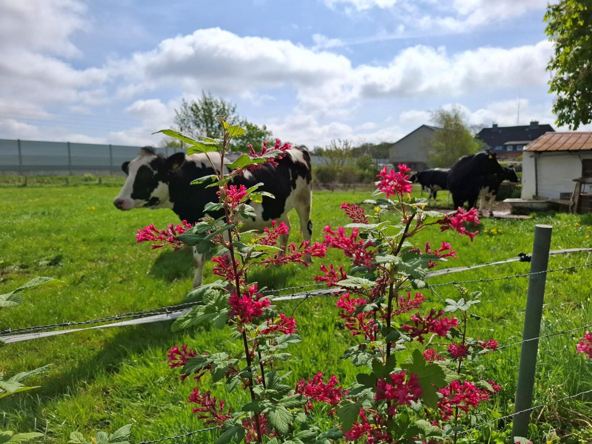 Ferienwohnung Naeve - Gemuetliche Wohnung Auf Dem Lande Mit Zwei Schlafzimmern Barderup Kültér fotó